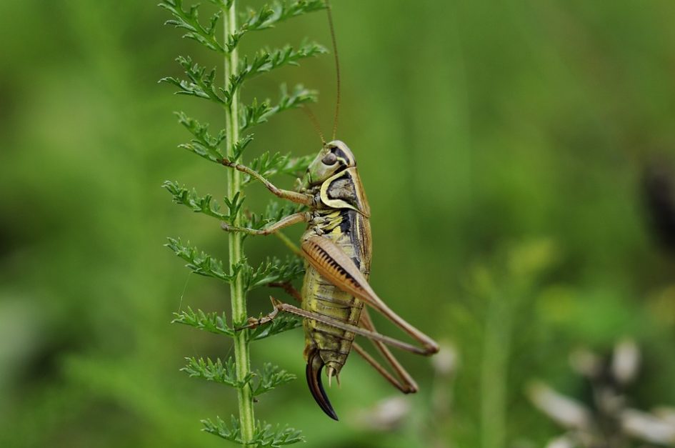 Where Can I Buy Crickets? – Figure 8