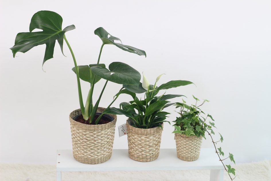 Why Are Air Pots For Plants Popular? - Figure 8