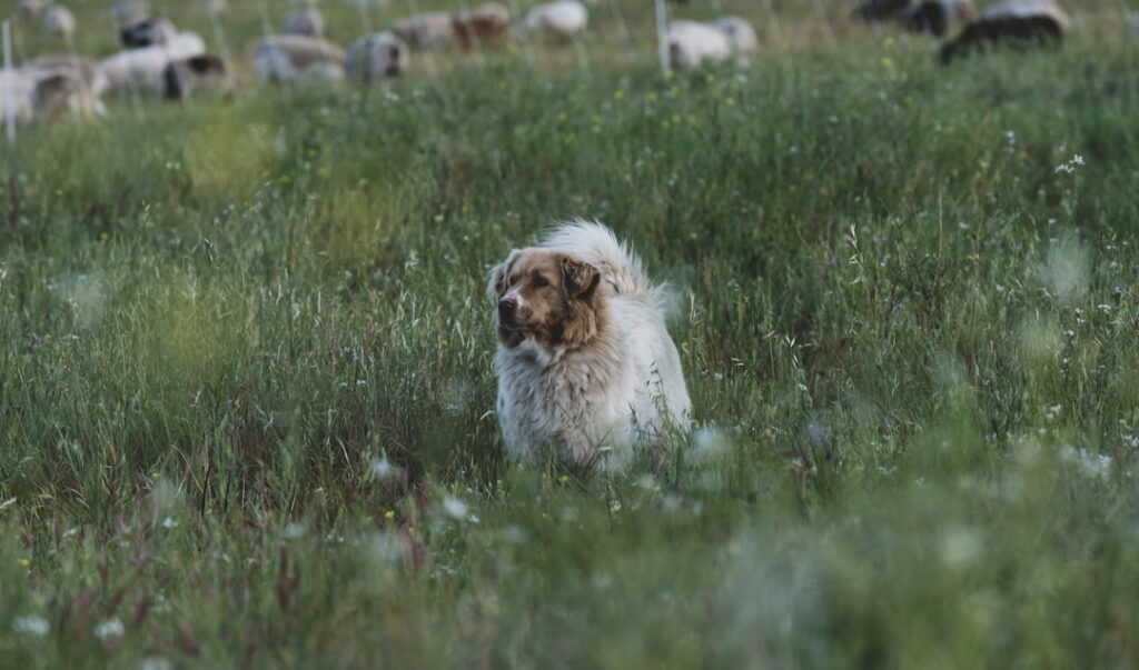 a dog in a field of grass with a herd of sheep in the background